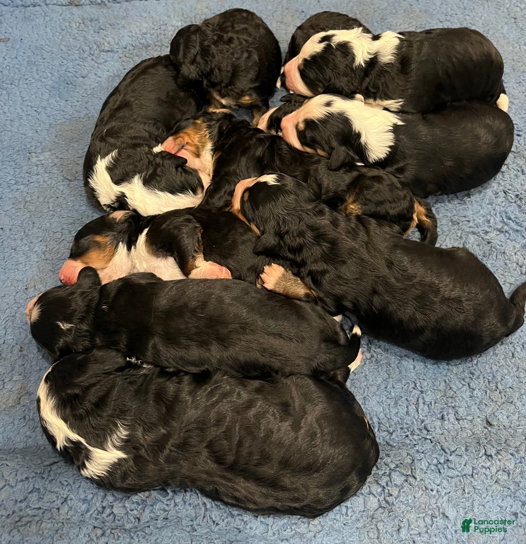 Mini Bernedoodle dogs for sale: Tequila  - Ad 6