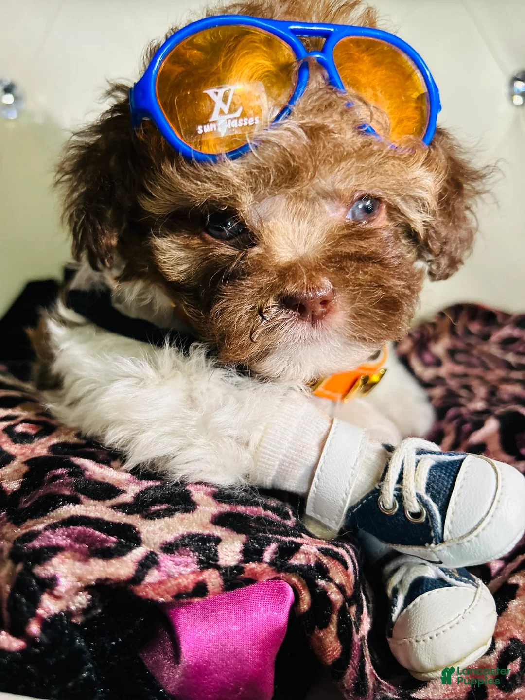 Gallery Image {{count}}