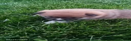 Shiba Inu dogs for sale: Willy - Ad 5