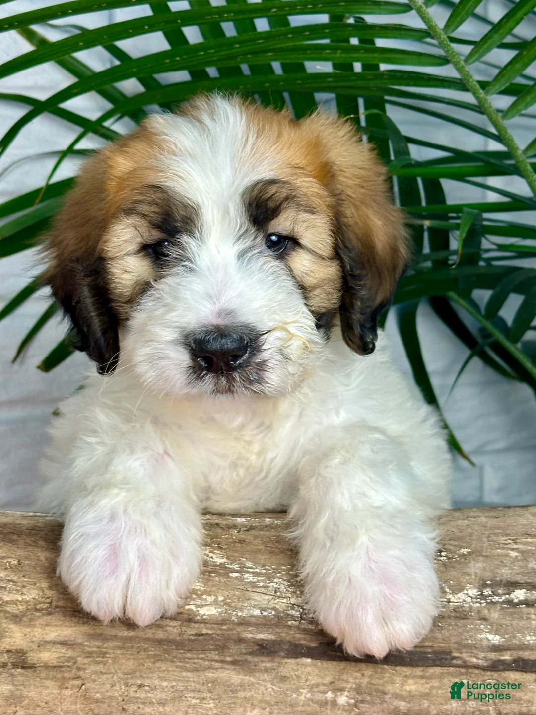Saint Berdoodles dogs for sale: Sasha - Ad 3
