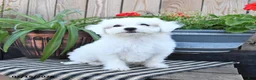 Mixed Breed dogs for sale: Opal - Ad 3