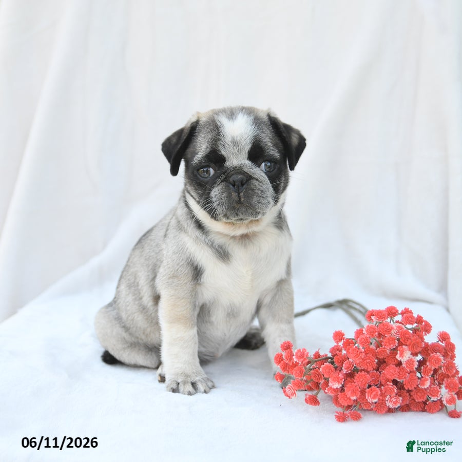 Boston Terrier dogs Harper - Ad 2