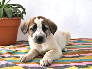 Mixed Breed dogs Sophia - Ad 6