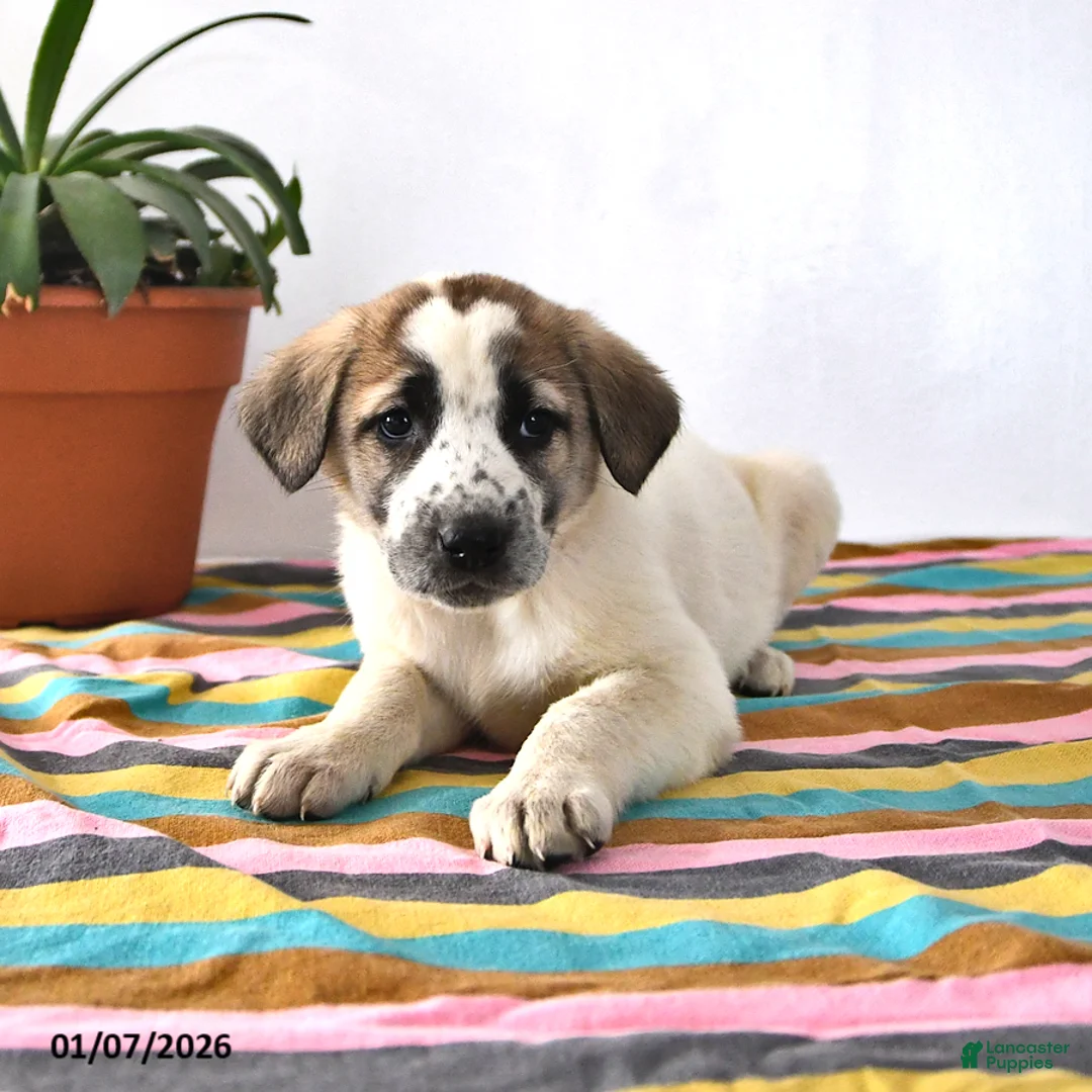 Mixed Breed dogs for sale: Sophia - Ad 1