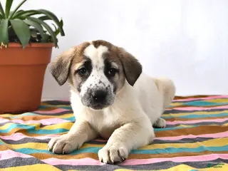 Mixed Breed dogs Sophia - Ad 14