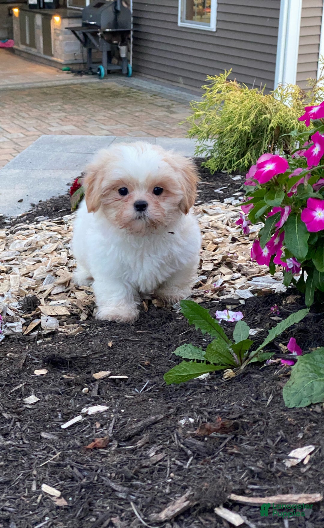 Shih Tzu dogs for sale: Shadow - Ad 3