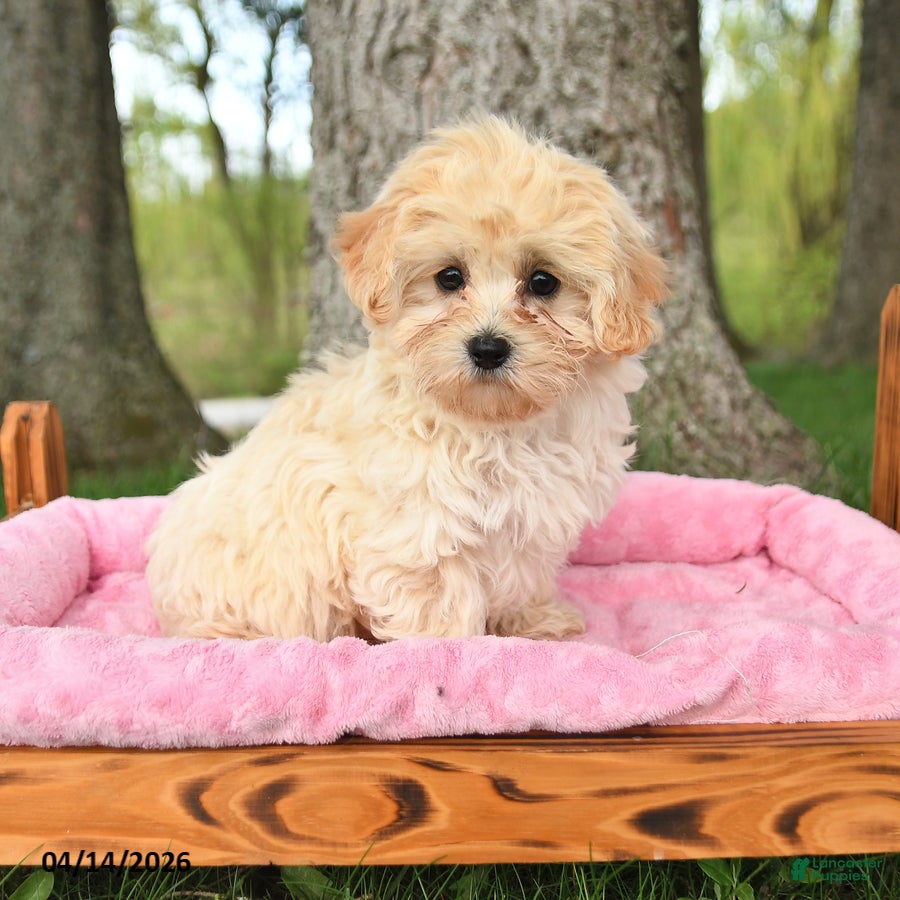 Maltipoo dogs Koby - Ad 1