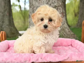 Maltipoo dogs for sale: Koby - Ad 1