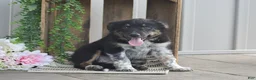 Mixed Breed dogs for sale: Brook - Ad 4