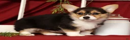 Welsh Corgi Pembroke dogs for sale: Trisha - Ad 7