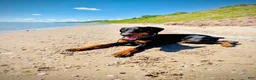 Doberman Pinscher dogs for sale: Zeus - Ad 3