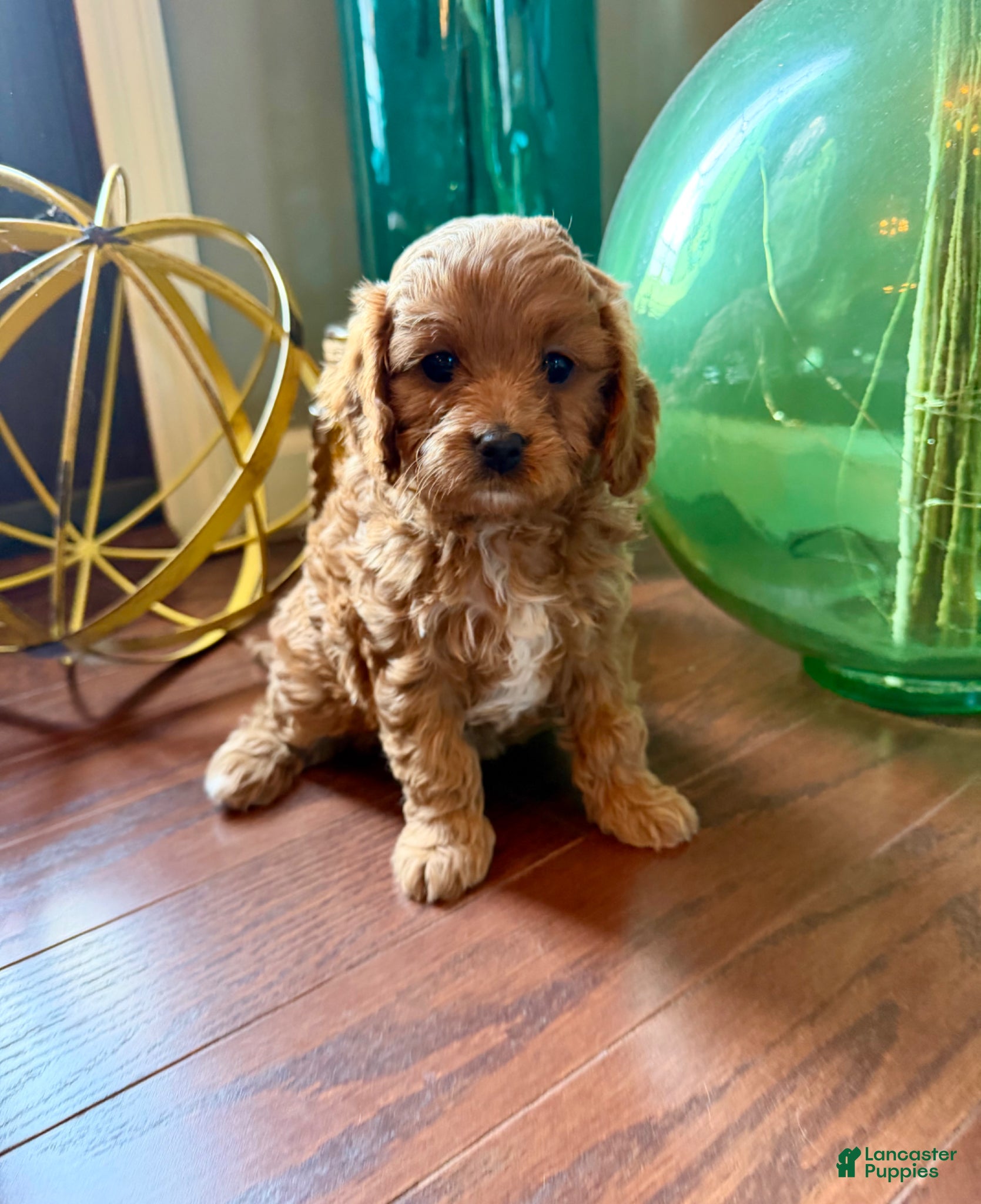 Cavapoo dogs for sale: Remi - Ad 1