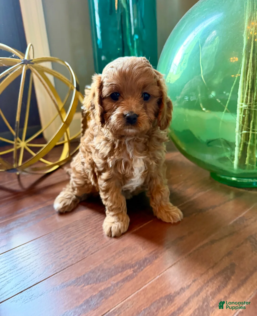 Cavapoo dogs for sale: Remi - Ad 1