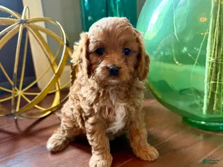 Cavapoo dogs for sale: Remi - Ad 1