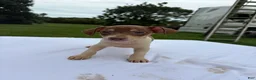 Rat Terrier dogs for sale: Rat Terrier 2 - Ad 1