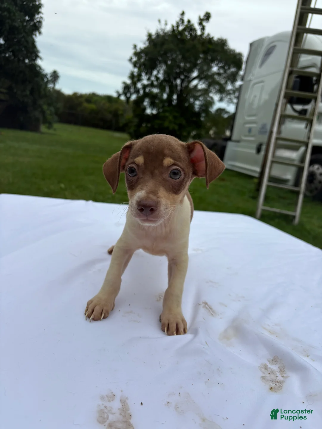 Rat Terrier dogs for sale: Rat Terrier 2 - Ad 1