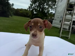Rat Terrier dogs Rat Terrier 2 - Ad 5
