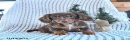 Miniature Dachshund dogs for sale: Archie - Ad 1
