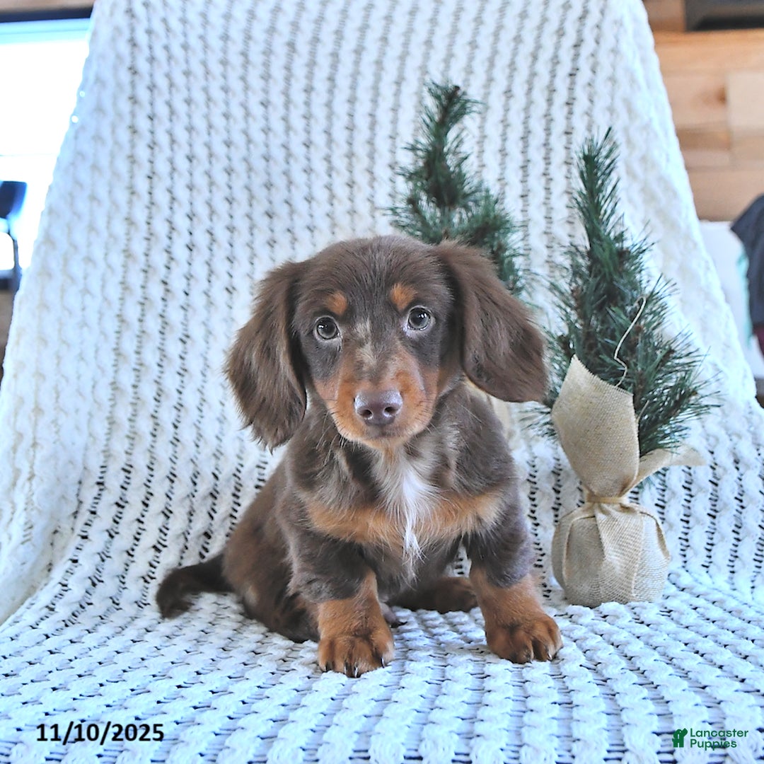 Miniature Dachshund dogs for sale: Archie - Ad 1