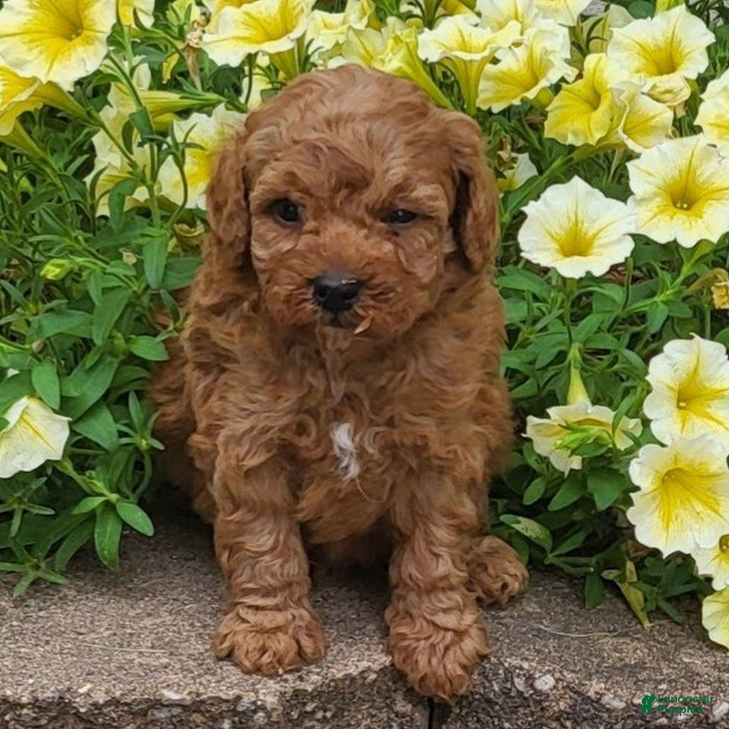 Toy Poodle dogs Benny - Ad 2