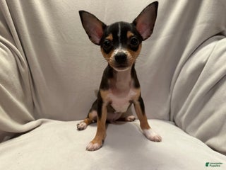 Chihuahua dogs - Ad 34