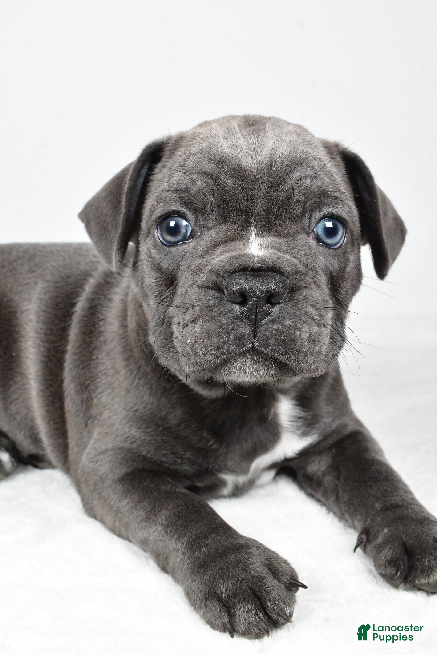 Frenchton dogs Theo  - Ad 2