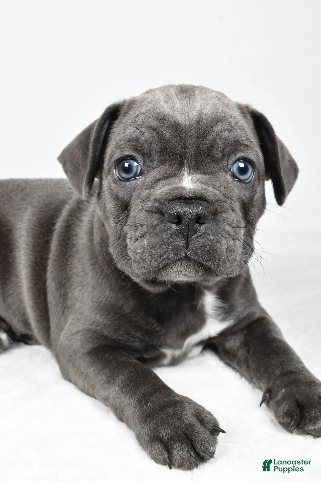 Frenchton dogs for sale: Theo  - Ad 2