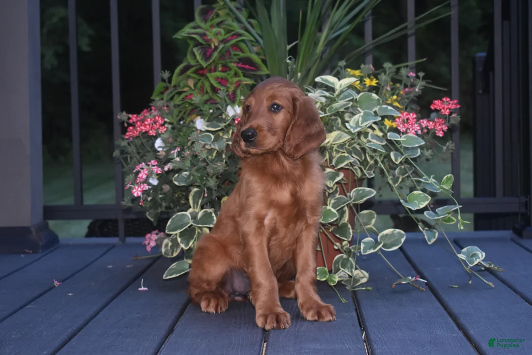 Irish Setter dogs for sale: Shelia - Ad 5
