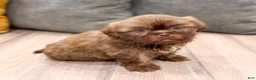 Shih Tzu dogs for sale: Fletcher - Ad 8