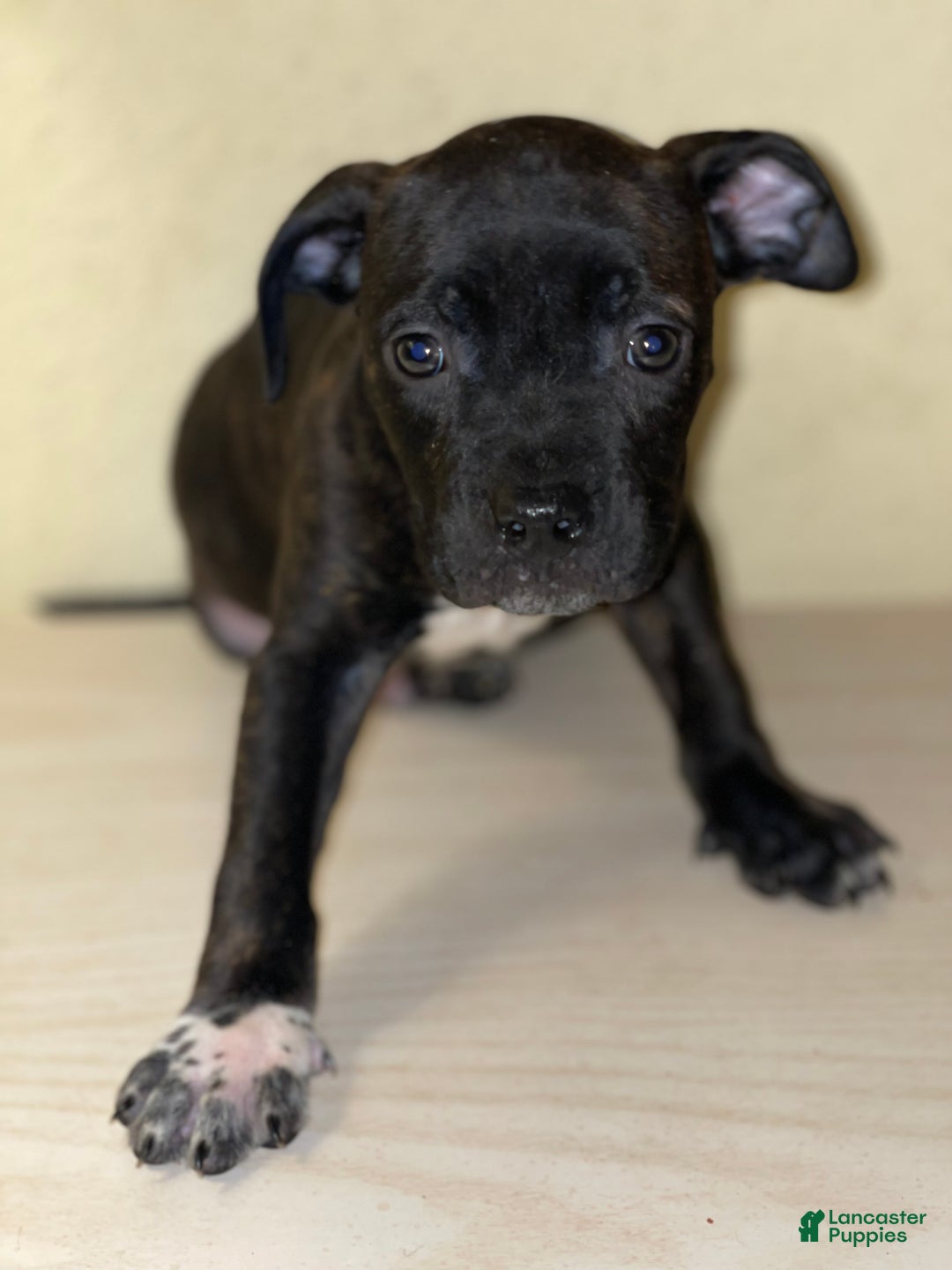 American Pit Bull Terrier dogs for sale: American Pit Bull Terrier Puppy 4 - Ad 3