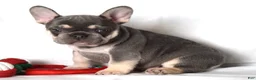 French Bulldog dogs for sale: Tessa - Ad 5