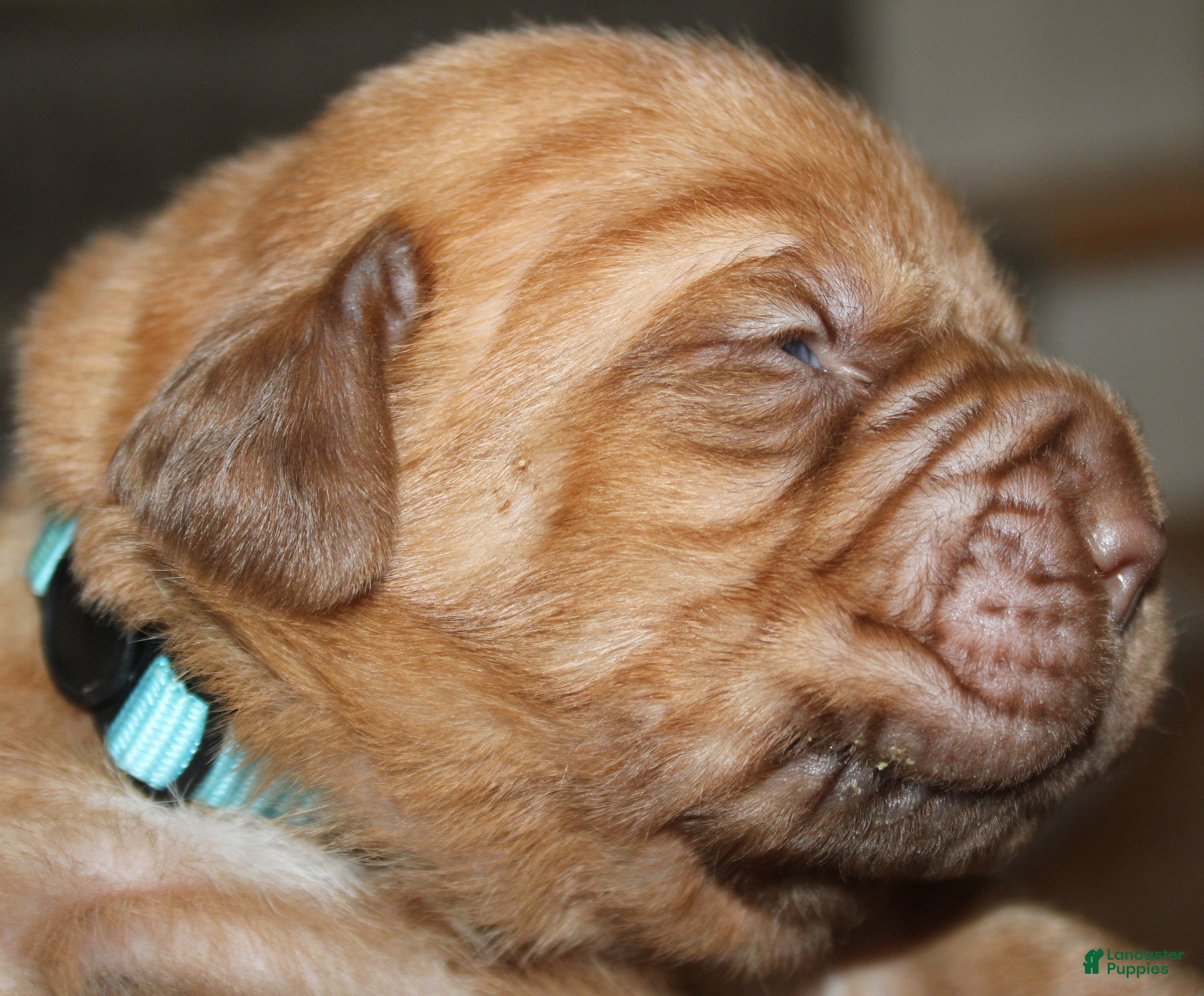 Dogue De Bordeaux dogs Dogue De Bordeaux Puppy 4 - Ad 5