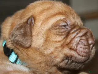 Dogue De Bordeaux dogs Dogue De Bordeaux Puppy 4 - Ad 2