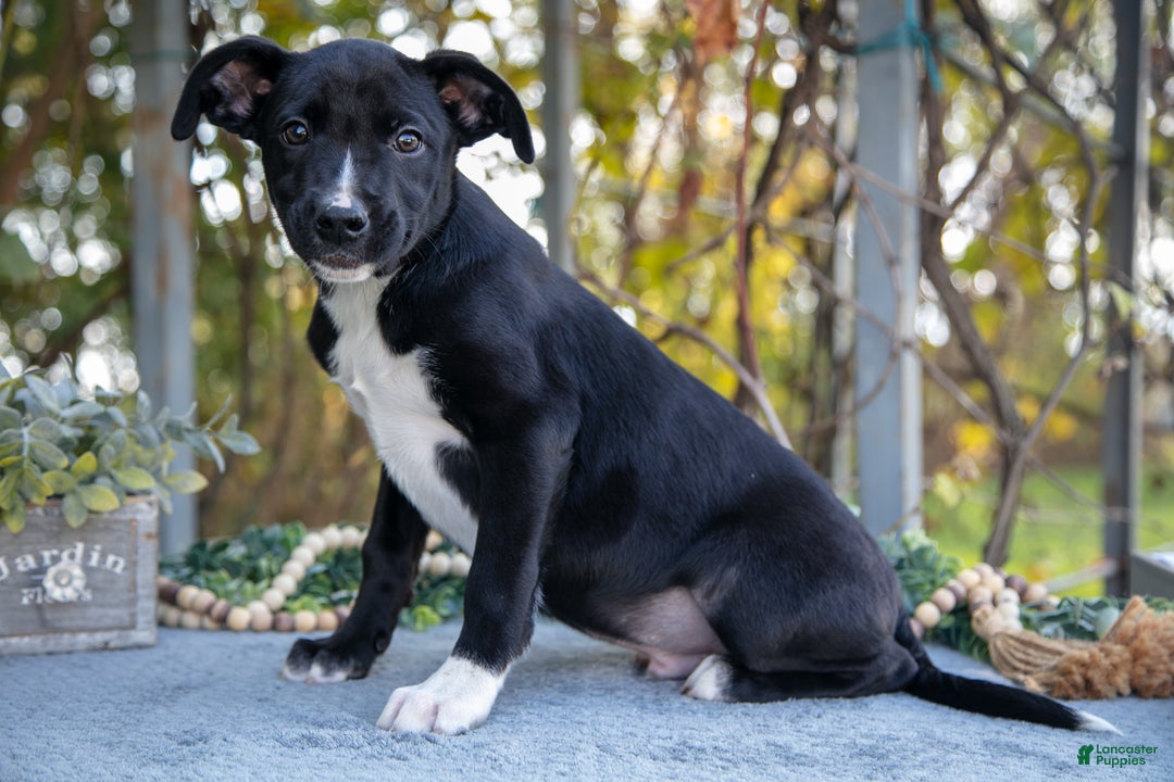 Mixed Breed dogs for sale: Dean - Ad 2