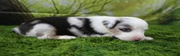 Miniature Australian Shepherd dogs for sale: Freedom - Ad 3
