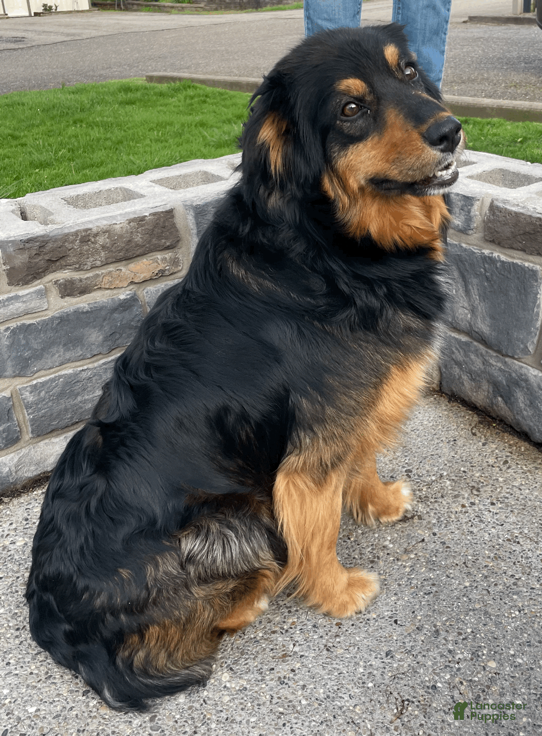 Australian Shepherd dogs for sale: Finn - Ad 5