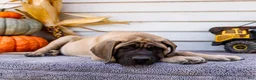 English Mastiff dogs for sale: Miles - Ad 5
