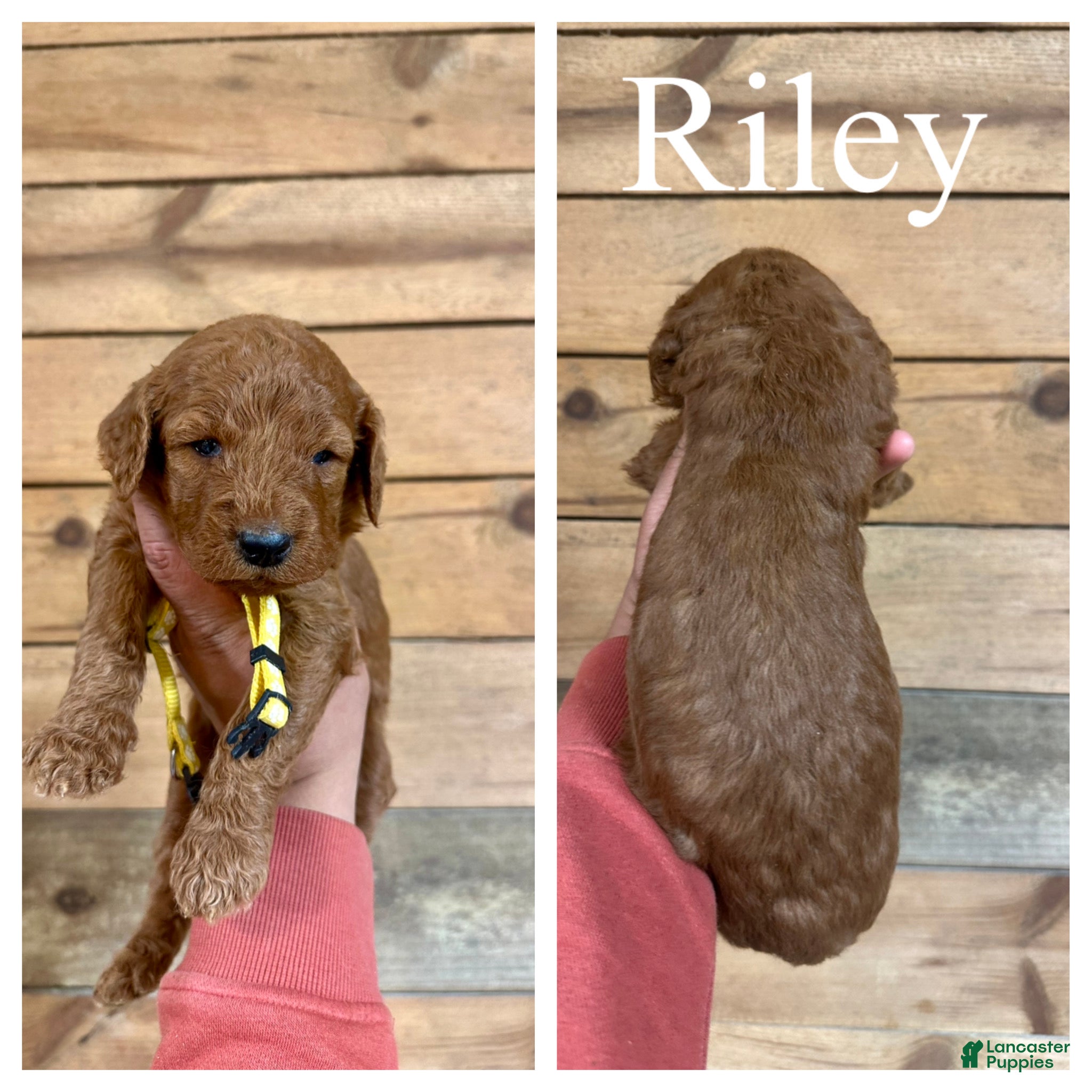 Goldendoodle dogs Riley - Ad 1