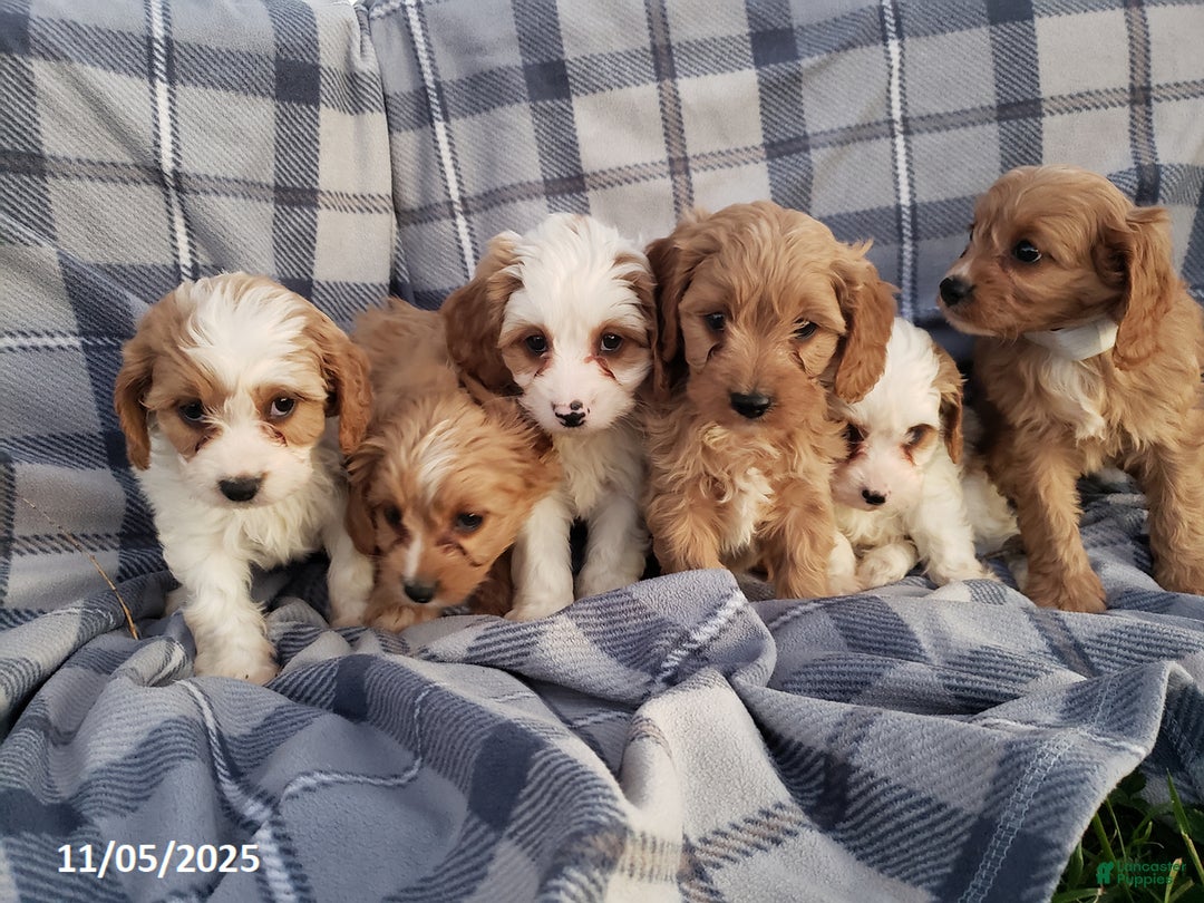 Cavapoo dogs for sale: Bailey - Ad 8
