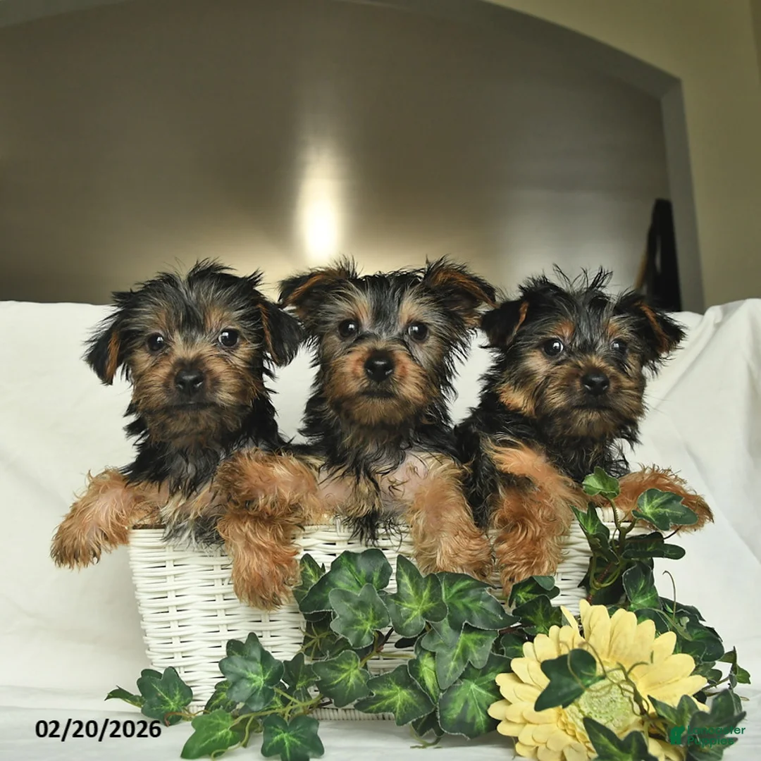 Yorkshire Terrier dogs for sale: Roxy  - Ad 5