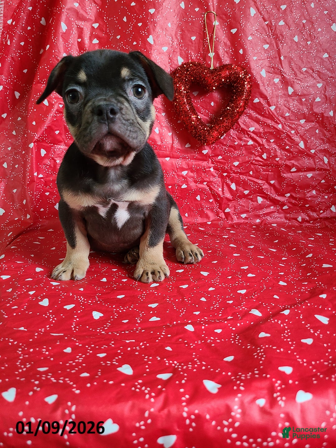 French Bulldog dogs for sale: Snickers - Ad 7