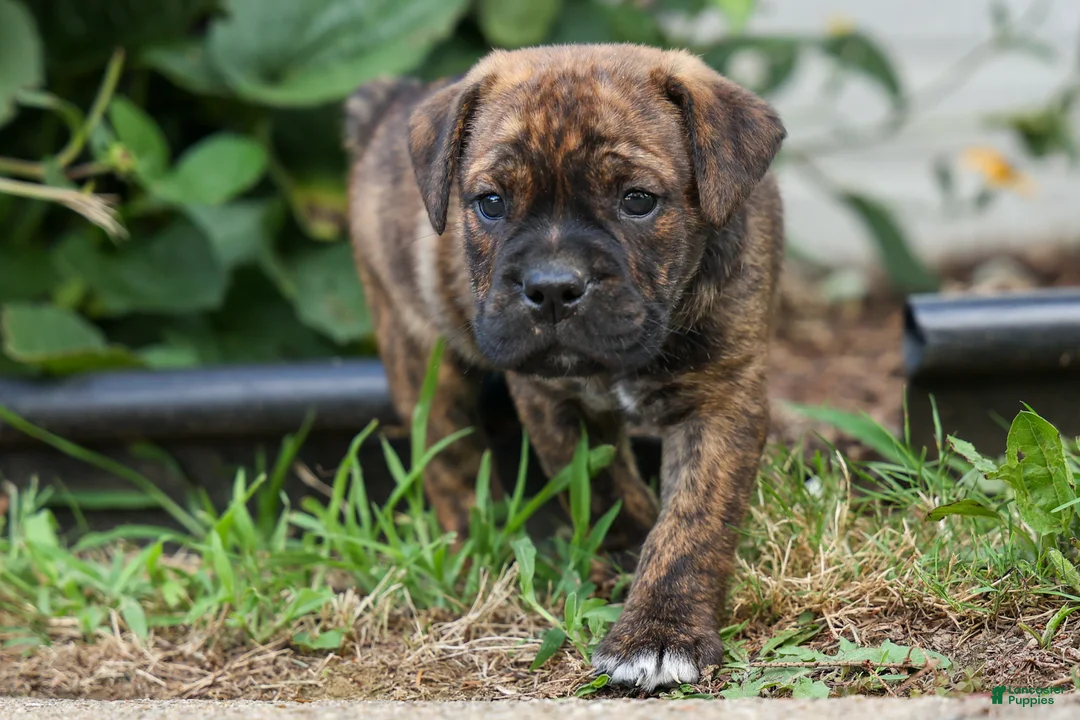 Beabull dogs for sale: Ashton  - Ad 1