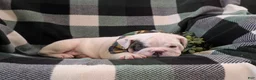 English Bulldog dogs for sale: Talbot - Ad 7