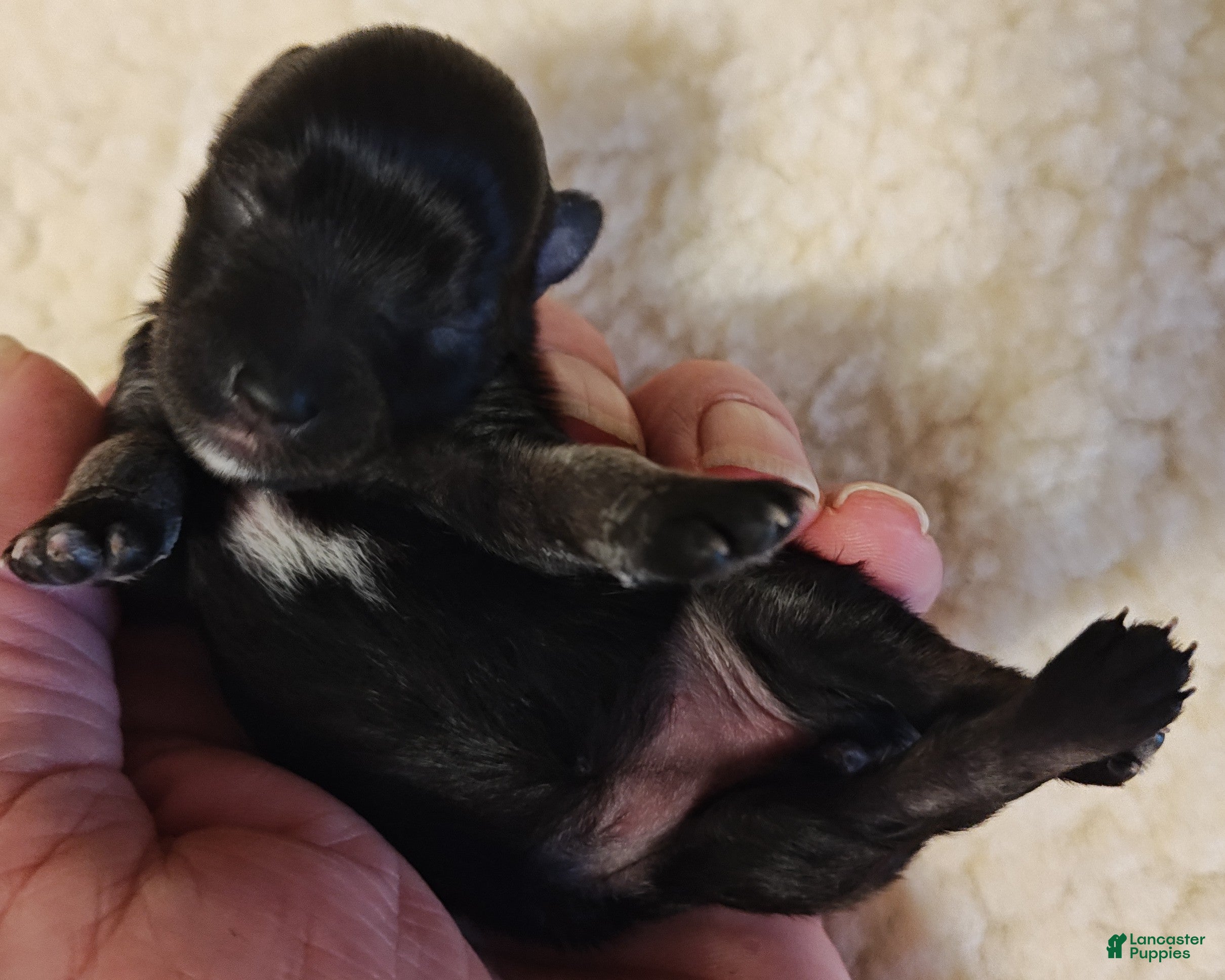 Miniature Schnauzer dogs Boy 1 - Ad 38