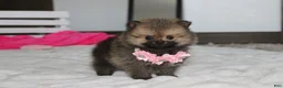 Pomeranian dogs for sale: Zoey - Ad 11