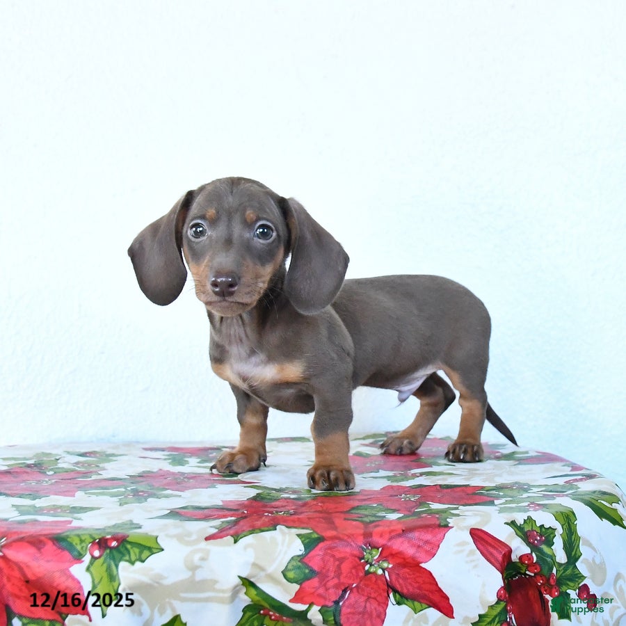 Miniature Dachshund dogs Scout - Ad 7