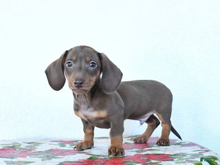 Miniature Dachshund dogs Scout - Ad 3