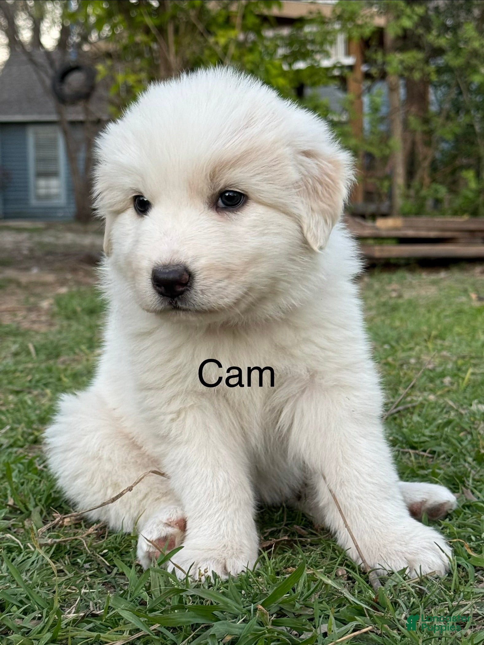 Great Pyrenees dogs Great Pyrenees Puppy 1- Cam - Ad 1