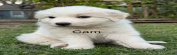 Great Pyrenees dogs for sale: Great Pyrenees Puppy 1- Cam - Ad 1