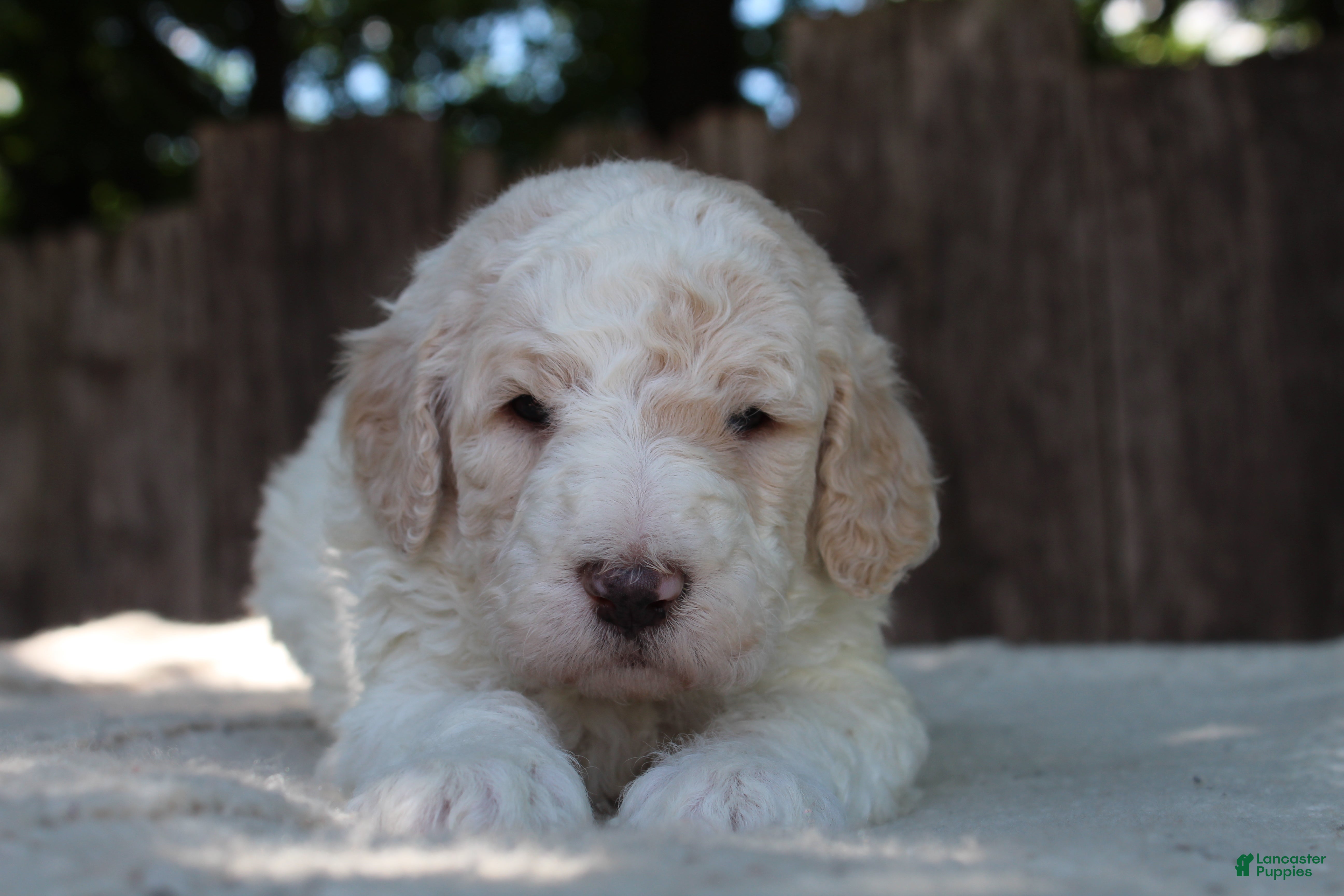 Standard Poodle dogs for sale: Canyon AKC Standard Poodle  - Ad 4